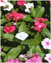 Horticulture :: Landscaping :: Types of garden