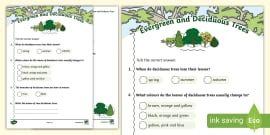 Deciduous and Evergreen Trees Differentiated Teaching Pack