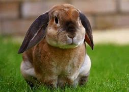 Image result for French Lop Rabbit Color Chart