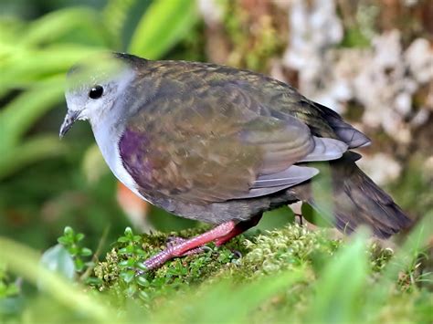 Bronze Ground Dove - eBird