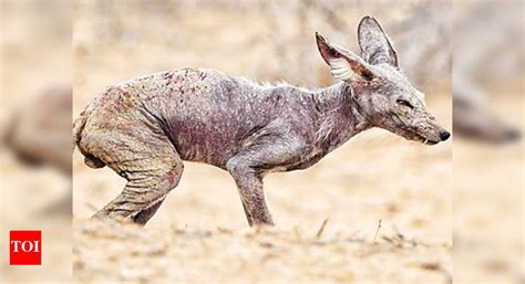 Rajasthan: Contagious skin disease hits foxes in Desert National Park ...