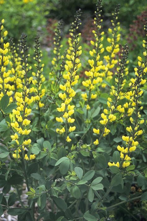 Baptisia australis ‘Decadence Lemon Meringue’ – De Tuinstek