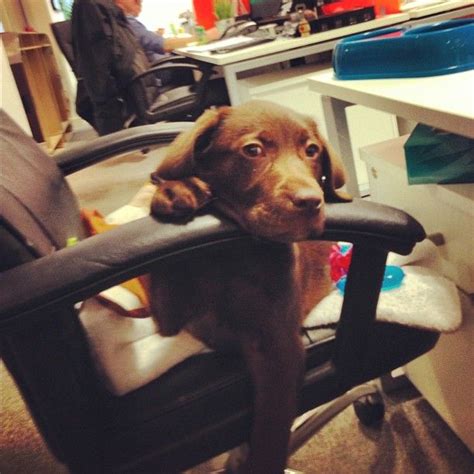 Alienation Office 的图像结果