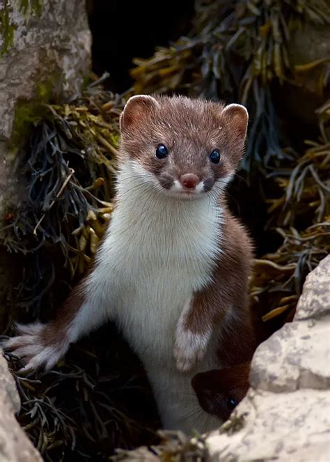 Image result for Stoat Predators