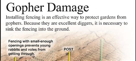 Image result for Gopher Problem