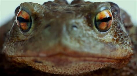 Toad Face 的图像结果