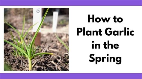 Image result for Planting Spring Garlic