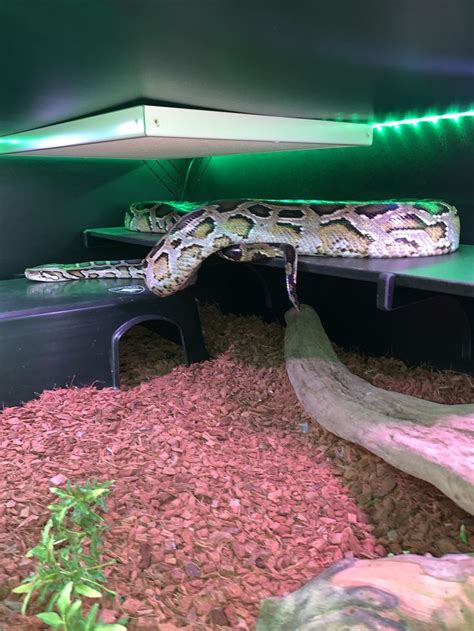 Image result for National Geographic Python