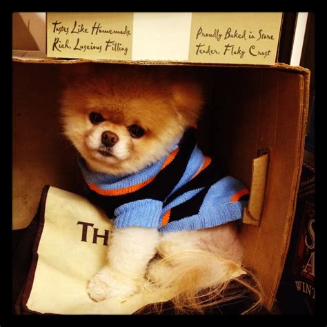 5 Pets that are more famous than you can ever be - IBTimes India