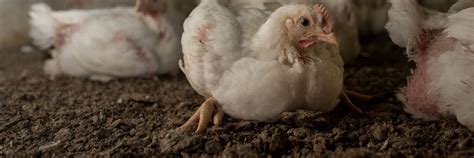 Slaughtering of Farm Animals – Animal Welfare Issues - FOUR PAWS ...