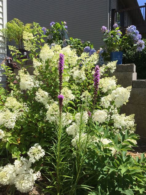 Strawberries And Cream Hydrangea Tree at Joann Dewitt blog