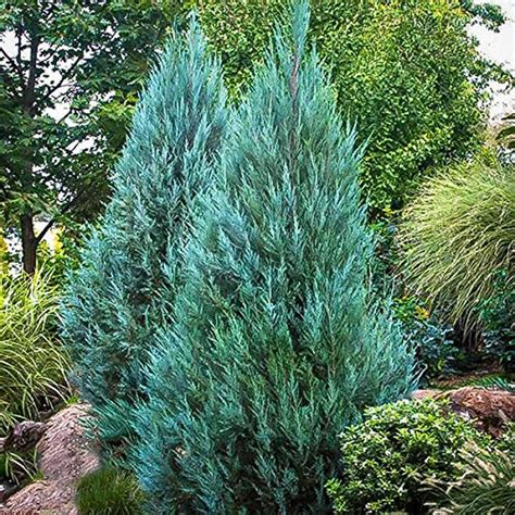 Buy 10 Blue Point Juniper - Trees - Juniperus Chinensis - Evergreen ...