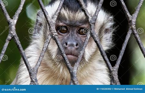 Sad Monkey in cage stock photo. Image of liberation - 116530302