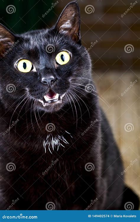 Funny Black Cat Sitting and Looking at the Camera Stock Photo - Image ...