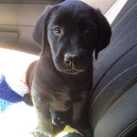 Golden Retriever Labrador Welpen