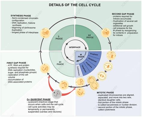 Image result for Cell Cycle Animation