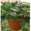 Chui Jhal Piper Chaba Live Plant, Small Tree in Pot, Growing Guide ...