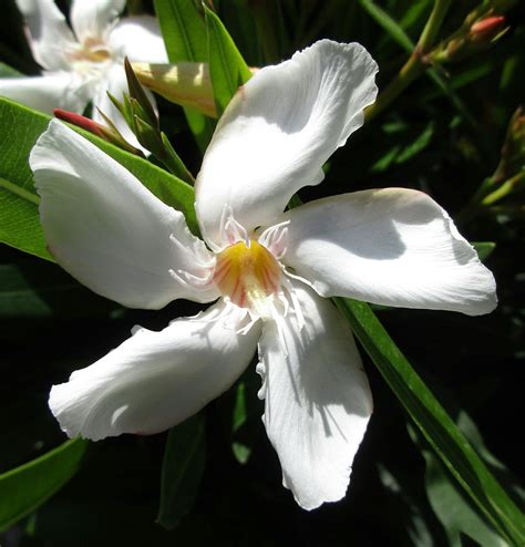 White Oleander Plant