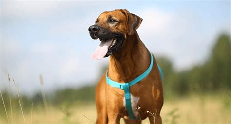 Mature vs. Senior Dogs: What's the Difference? - IAMS