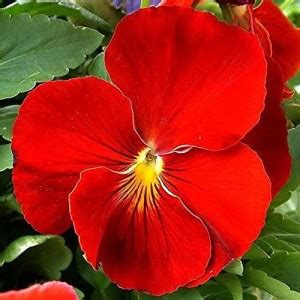 KANAYA Pansy Flower Seed Price in India - Buy KANAYA Pansy Flower Seed ...