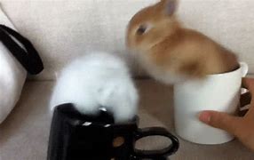 Image result for happy bunny gif