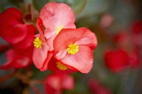 10 Varieties of Begonias for Gardens and Containers