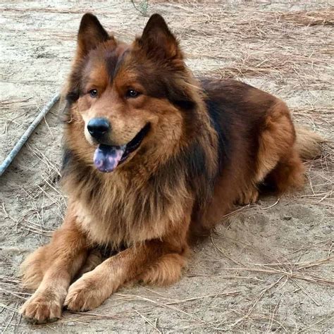 German Shepherd Chow Chow Mix: A Regal Crossbreed | Chow chow mix ...