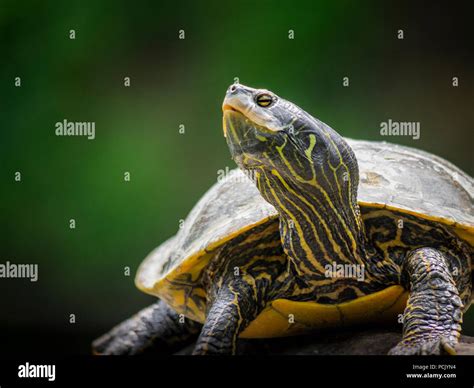 Northern map turtle Stock Photo - Alamy