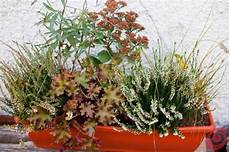 fiori invernali per balconi piante perenni per fioriere esterne fiori invernali per balconi piante perenni per fioriere esterne