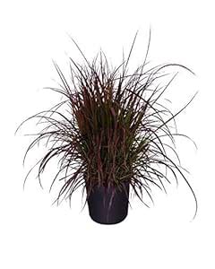 Garden Art Outdoor Live Plant | Pennisetum Setaceum Rubrum | Pack of 1 ...