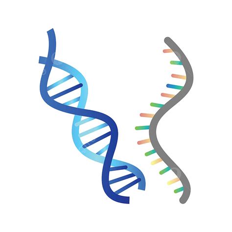 ARN Y ADN at emaze Presentation