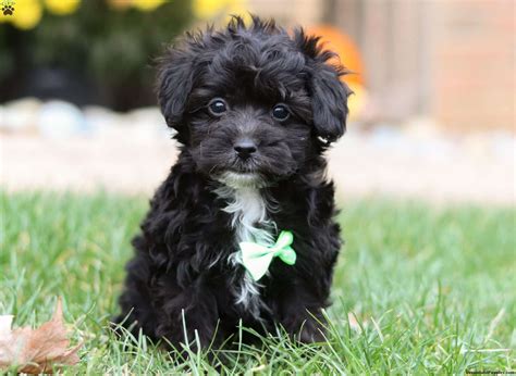 Shih Poo Black And White