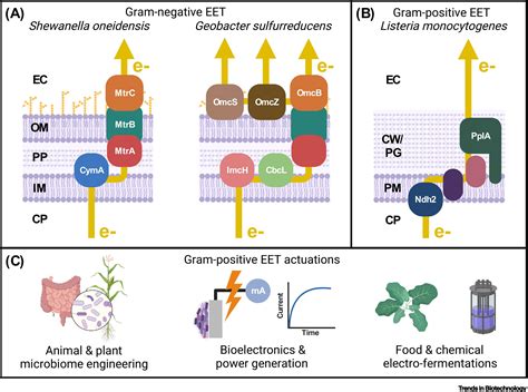 Biotechnology Bacteria 的图像结果
