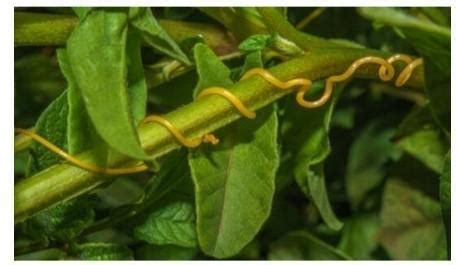 The following is a modified __________a) Stem tendrilb) Leaf tendrilc ...