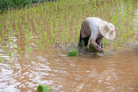 泰国农民在稻田里干活。高清摄影大图-千库网