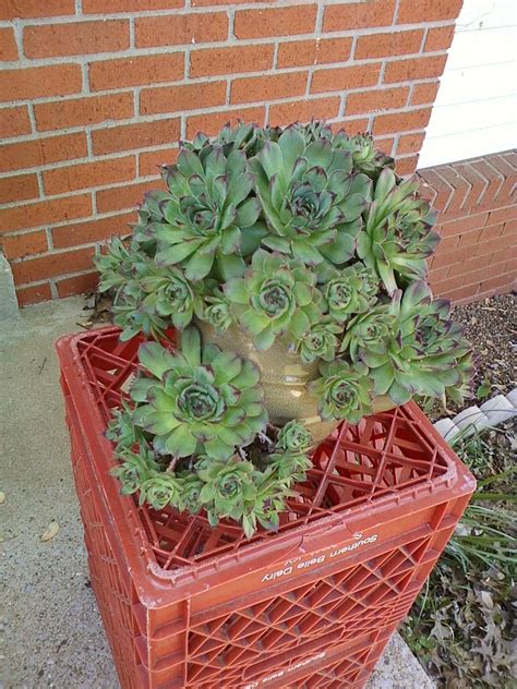 Non Toxic Vines For Chickens at Sandra Moody blog