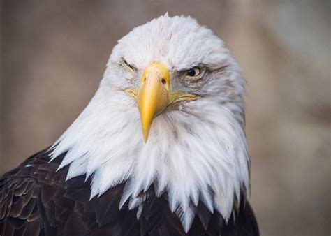 Bald Eagle: Our Nations Bird | manifold