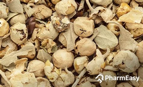 Paneer Dodi: Benefits, Uses, Side Effects & More | PharmEasy