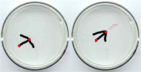 Image result for Water Animation JavaScript