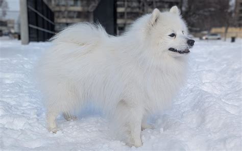 Black Japanese Spitz Lifespan