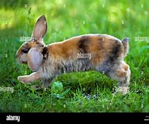 Image result for Mini Lop Rabbit Colours in New Zealand