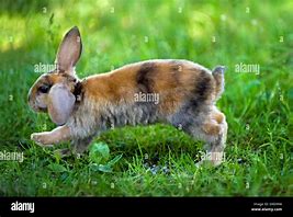 Image result for 8 Week Old Baby Rabbit
