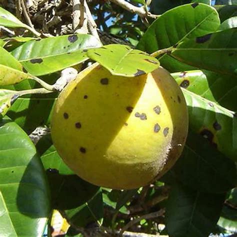 Pouteria macrocarpa Seedling Fruit Plant (Home & Garden Plants) – Hug A ...