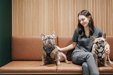 BOAS Surgery For Dogs in Melbourne | Tooronga Veterinary Hospital