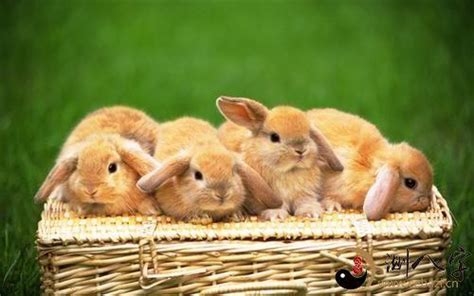 做梦梦到兔子是什么意思 做梦梦到兔子预示着什么_知秀网