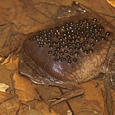 Pin on Reptiles • Amfibios ♥