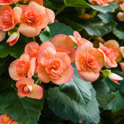 Begonia Orange Bulbs - Vibrant Additions to Your Indoor Oasis