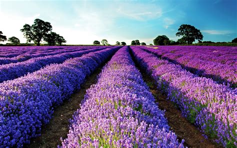 lavender, Field, Purple flowers, Flowers, Landscape, Garden, Purple HD ...