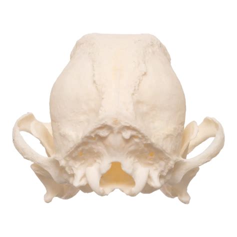The Pug Skull: All About This Brachycephalic Dog