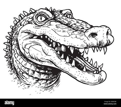 How To Draw Crocodile Head